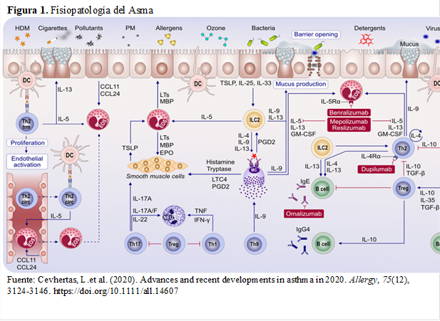 Figura 1. Fisiopatología del Asma
 
Fuente: Cevhertas, L.et al. (2020). Advances and recent developments in asthma in 2020. Allergy, 75(12), 3124-3146. https://doi.org/10.1111/all.14607

