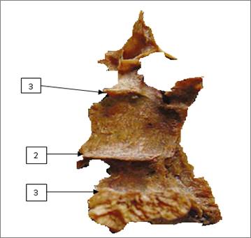 Imagen que contiene pieza, comida, tabla, pizza

Descripción generada automáticamente